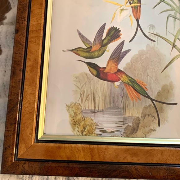 Framed Humming Bird Print Burns Boston Frame Burlwood 4 x 7 picture Vintage - Picture 7 of 9